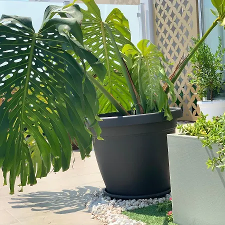 Bamboo suite Bari